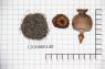 Click for 2 image(s) for this accession. Image